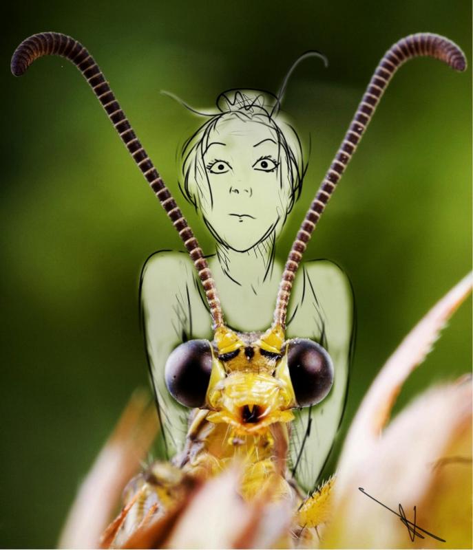 Insecte 1