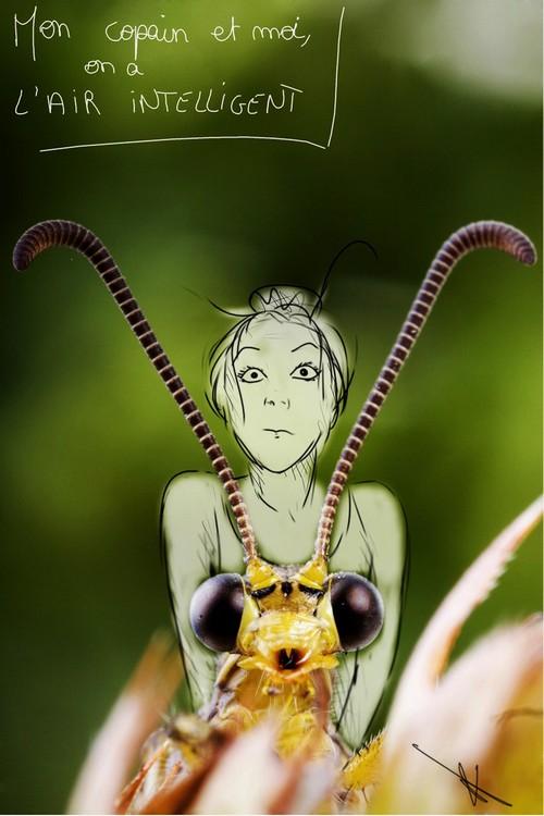 Insecte